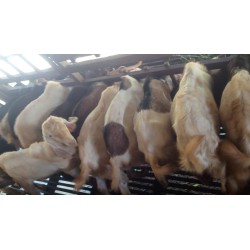 Kambing Jantan (30 s/d 50 kg)