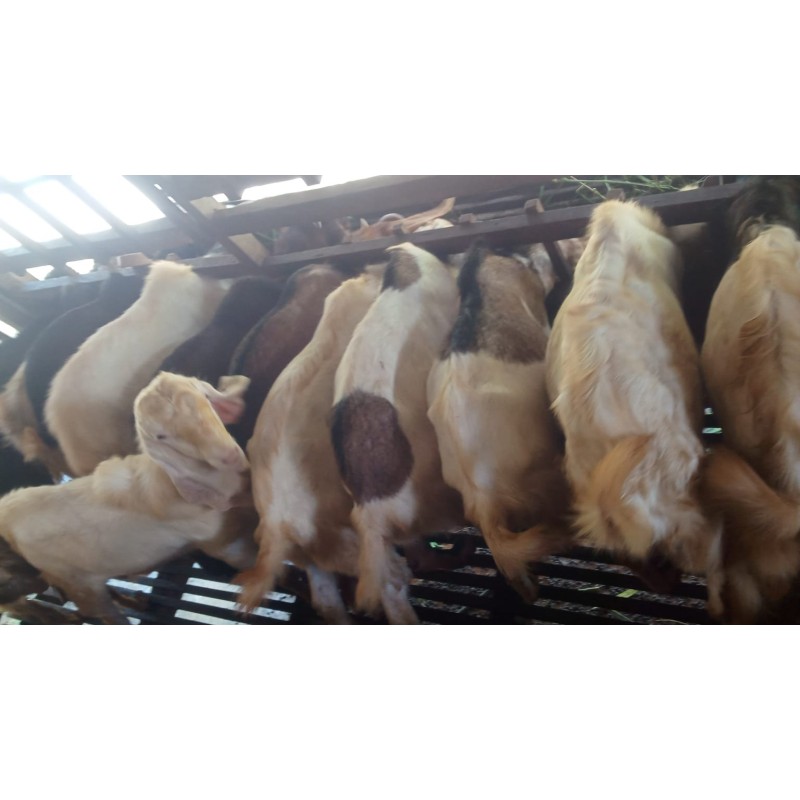 Kambing Jantan (30 s/d 50 kg)