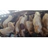 Kambing Jantan (30 s/d 50 kg)