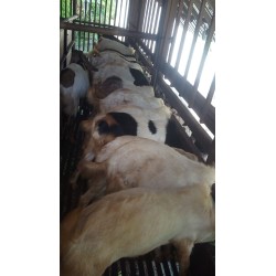 Kambing Betina (30 s/d 40 kg)