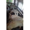 Kambing Betina (30 s/d 40 kg)